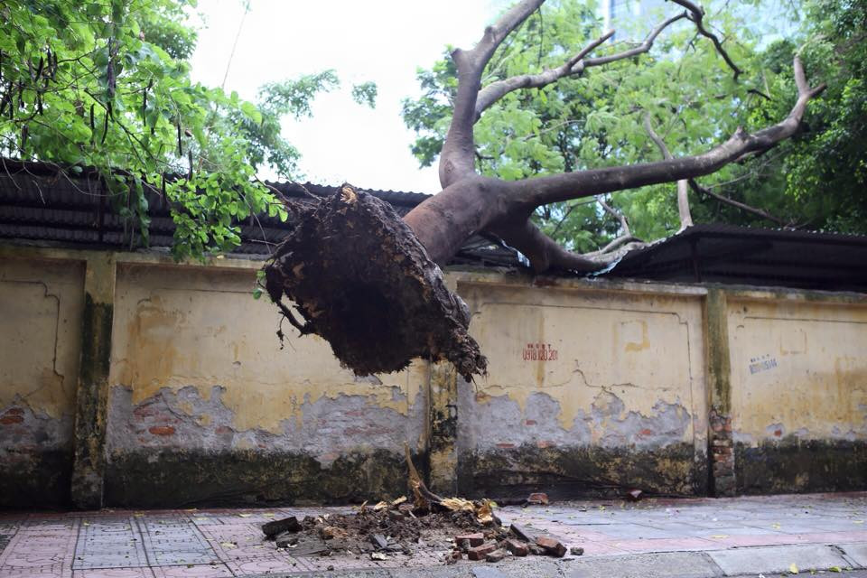 Sau hơn 1 tiếng đồng hồ, nhân viên công ty Công viên cây xanh Hà Nội đã có mặt tại hiện trường để xử lý sự cố. (Ảnh: Minh Sơn/Vietnam+)