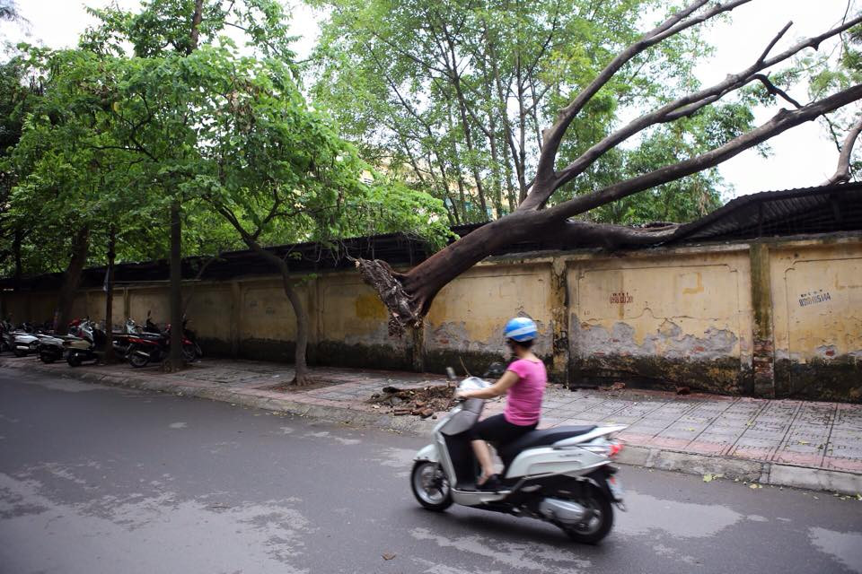 Theo quan sát, cây phượng cao khoảng 5m, phần rễ có dấu hiệu bị thối, hỏng nghiêm trọng. (Ảnh: Minh Sơn/Vietnam+)