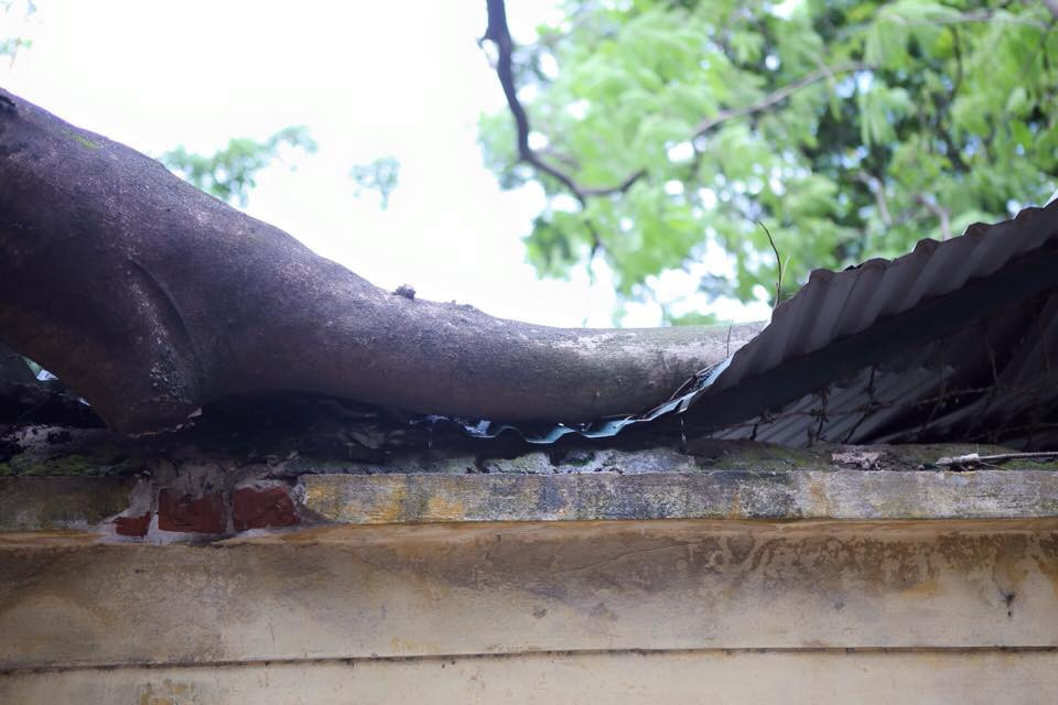 Thân cây nằm vắt lên tường của trường Phạm Hồng Thái (Ảnh: Minh Sơn/Vietnam+)