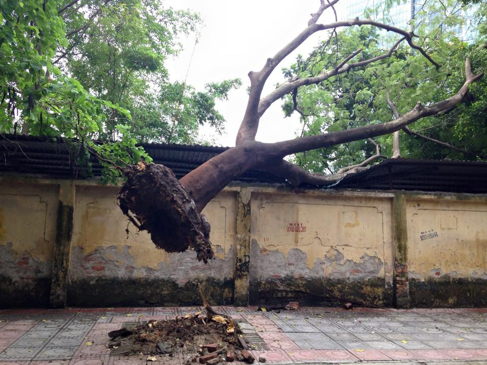 Phần ngọn cây ngả hẳn vào khuôn viên trường, gốc bị bật tung và lơ lửng trên không. (Ảnh: Minh Sơn/Vietnam+)