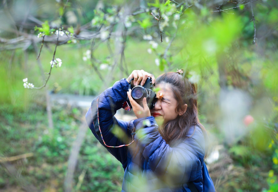 Du khách say mê chụp ảnh hoa mận trắng. (Ảnh: Nam Thái/TTXVN)