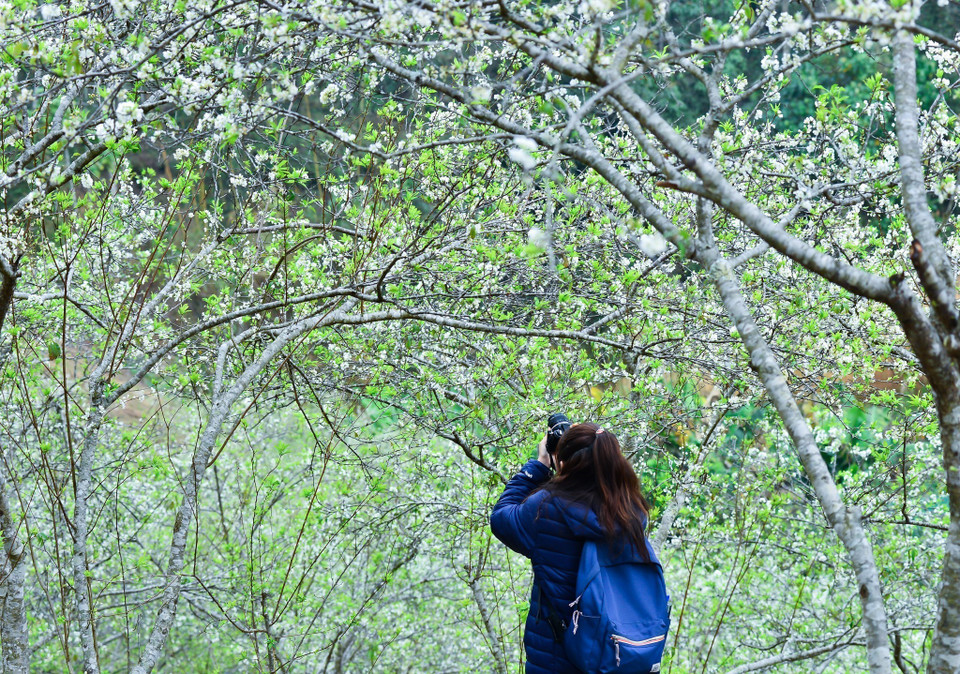 Du khách say mê chụp ảnh hoa mận trắng. (Ảnh: Nam Thái/TTXVN)