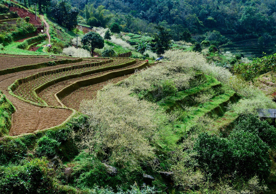 Những nương mận trắng nở rộ ở xã Tát Ngà, huyện Mèo Vạc, Hà Giang. (Ảnh: Nam Thái/TTXVN)