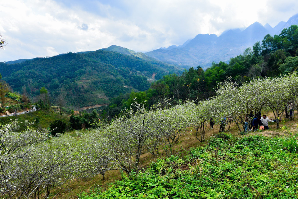 Những nương mận trắng nở rộ ở huyện Yên Minh, Hà Giang. (Ảnh: Nam Thái/TTXVN)