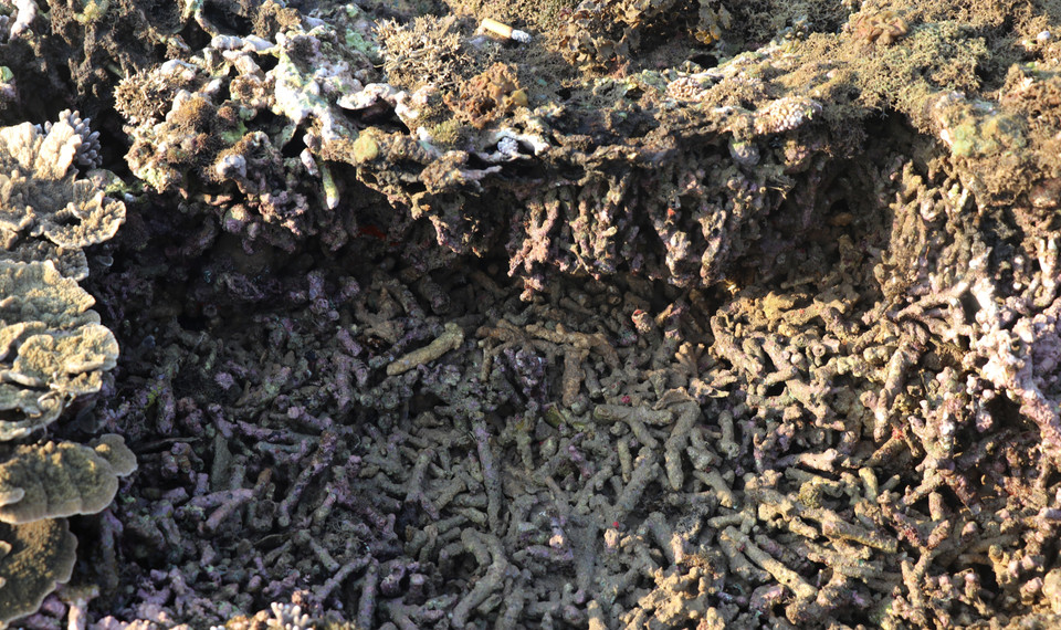 Nhiều rạng san hô ở Hòn Yến bị hư hại nghiêm trọng. (Ảnh: Phạm Cường/TTXVN)