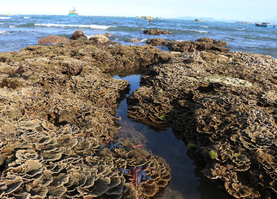 Những rạn san hô nhiều màu sắc tại khu vực thắng cảnh quốc gia Hòn Yến, xã An Hòa Hải (Tuy An, Phú Yên). (Ảnh: Phạm Cường/TTXVN)