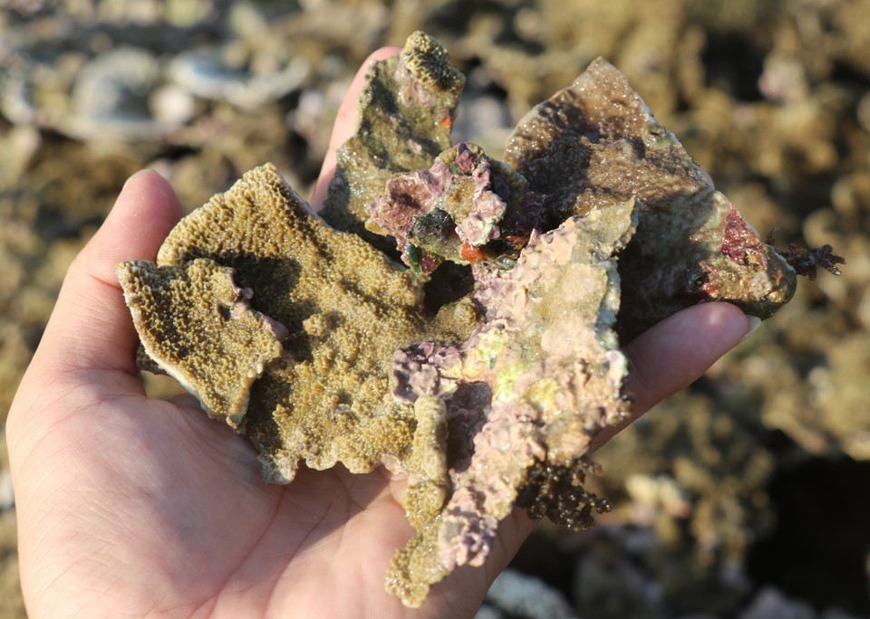 Những rạng san hô Hòn Yến rất cần được bảo vệ. (Ảnh: Phạm Cường/TTXVN)