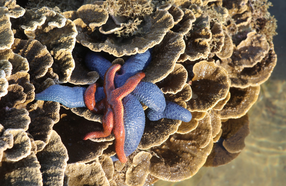 Hệ sinh thái san hô Hòn Yến rất cần phải được bảo vệ. (Ảnh: Phạm Cường/TTXVN)