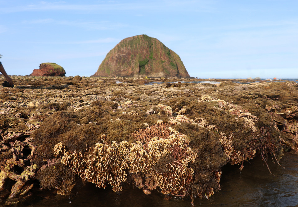 Khu vực thắng cảnh quốc gia Hòn Yến, xã An Hòa Hải (Tuy An, Phú Yên) có hệ sinh thái san hô tầng nông và rất nông trên nền đất cát và đá núi lửa rất đặc trưng. (Ảnh: Phạm Cường/TTXVN)
