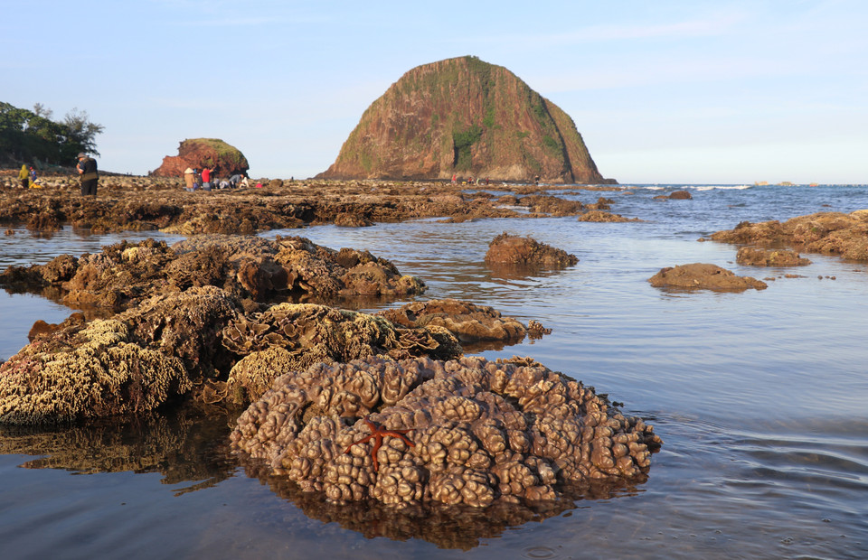 Hệ sinh thái san hô ở Hòn Yến phân bố tầng nông và rất nông trên nền đất cát và đá núi lửa rất đặc trưng. (Ảnh: Phạm Cường/TTXVN)