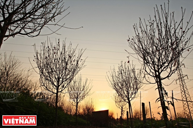  Tận dụng thời tiết ấm lên, người dân trồng đào ở Nhật Tân bắt đầu vụ mùa tỉa lá cho loại đào cành. (Ảnh: Công Đạt/Báo Ảnh Việt Nam)