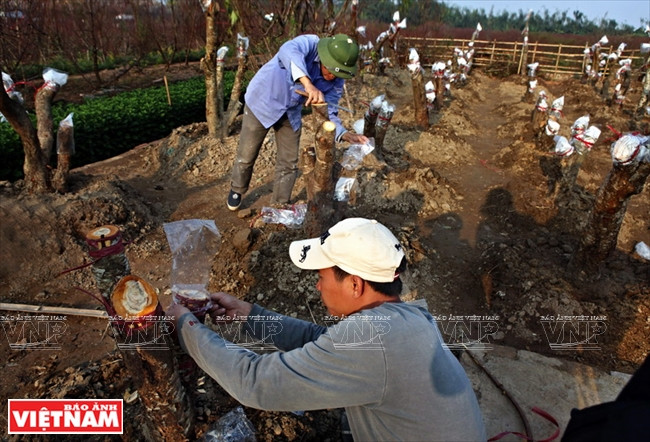 Một gốc đào rừng đẹp, người dân Nhật Tân có thể ghép từ 20-50 mắt đào thắm. (Ảnh: Thông Thiện/Báo Ảnh Việt Nam)