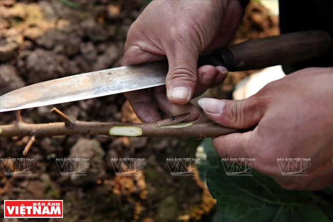 Mắt của thân cành đào bích được gọt để ghép vào những gốc đào rừng. (Ảnh: Việt Cường/Báo Ảnh Việt Nam)