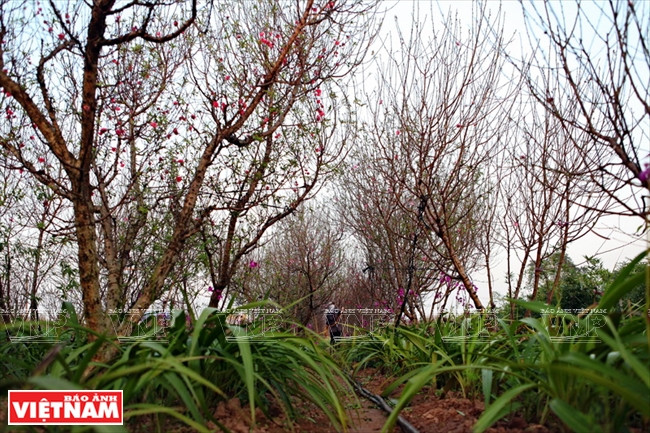 Đối với loại đào cành, người trồng đào ở Nhật Tân có nhiều thời điểm tuốt lá khác nhau để phục vụ khách chơi từ thời gian Tết Dương lịch đến Tết Nguyên đán. (Ảnh: Công Đạt/Báo Ảnh Việt Nam)