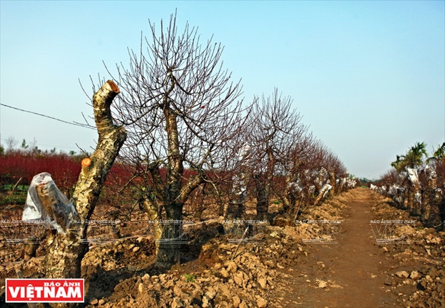 Những cây đào rừng được ghép mắt từ năm trước đã đâm cảnh, nẩy lộc chờ ra hoa phục vụ Tết năm nay. (Ảnh: Công Đạt/Báo Ảnh Việt Nam)