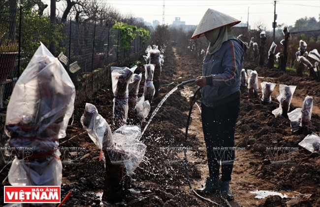 Công đoạn tưới nước giữ ấm cho những gốc đào. (Ảnh: Việt Cường/Báo Ảnh Việt Nam)