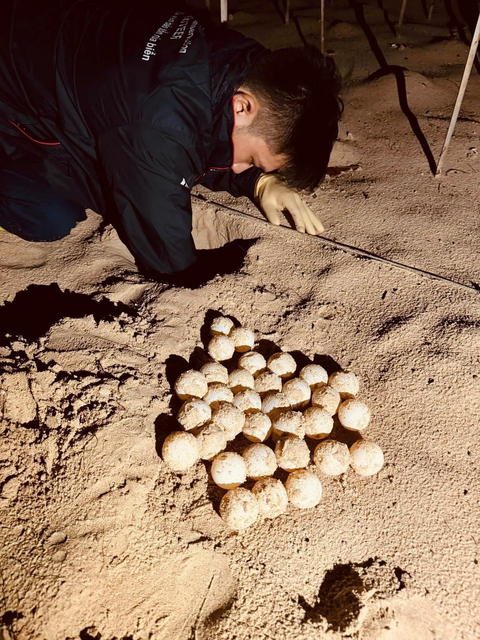 Tình nguyện viên đã hỗ trợ lực lượng Kiểm lâm Ban quản lý Vườn Quốc gia Côn Đảo thực hiện công việc bảo tồn rùa biển như: theo dõi, di dời an toàn 424 tổ trứng với 44.006 trứng, thả về biển thành công 12.238 cá thể rùa con, san lấp bãi rùa đẻ trứng, vệ sinh hồ ấp trứng rùa. (Ảnh: Huỳnh Sơn/TTXVN)