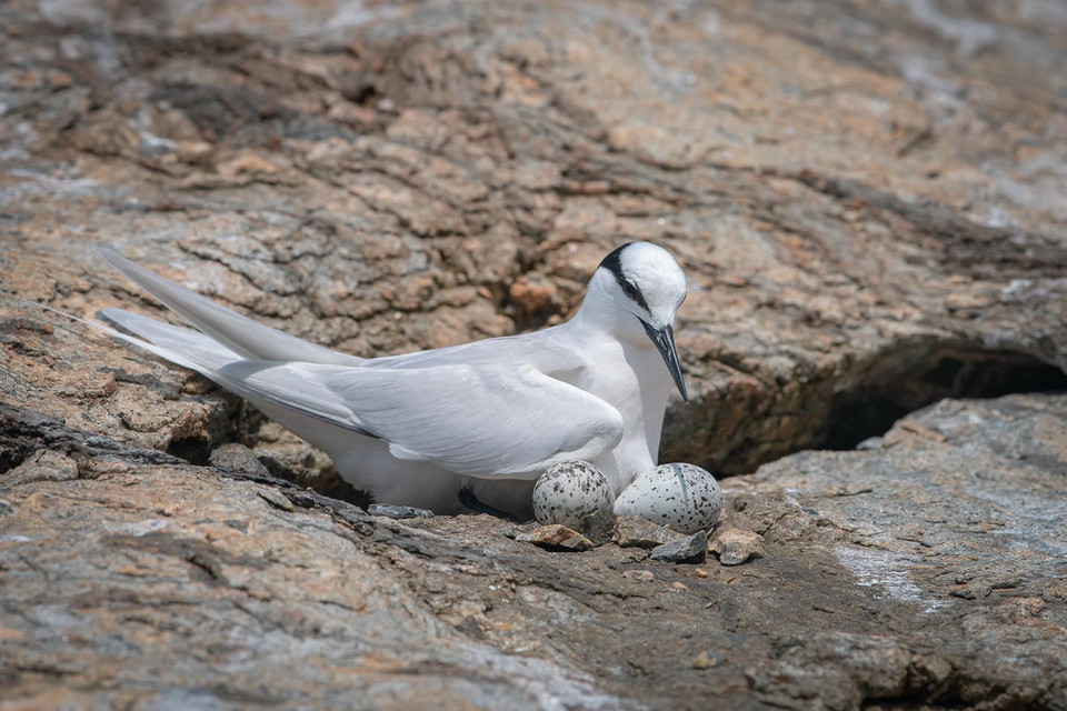 Chim về sinh sản, đẻ trứng tại sân chim Hòn Trứng-Ban quản lý Vườn Quốc gia Côn Đảo. (Ảnh: Huỳnh Sơn/TTXVN)