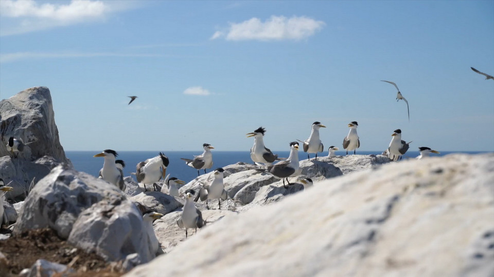Sân chim Hòn Trứng Vườn quốc gia Côn Đảo. (Ảnh: Huỳnh Sơn/TTXVN)