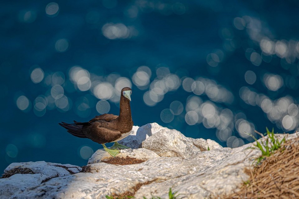 Sân chim Hòn Trứng trở thành địa bàn cư trú, sinh sản của nhiều loài chim quý hiếm. (Ảnh: Huỳnh Sơn/TTXVN)