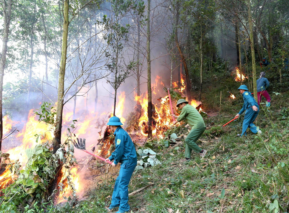 Các lực lượng tham gia chữa cháy rừng. (Ảnh: Vũ Sinh/TTXVN)