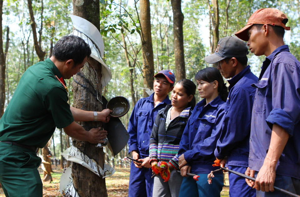 Công ty 74, thuộc Binh đoàn 15 tạo việc làm và thu nhập ổn định cho gần 1.500 lao động là người dân tộc thiểu số trên địa bàn tỉnh Gia Lai. (Ảnh: Dương Giang/TTXVN)
