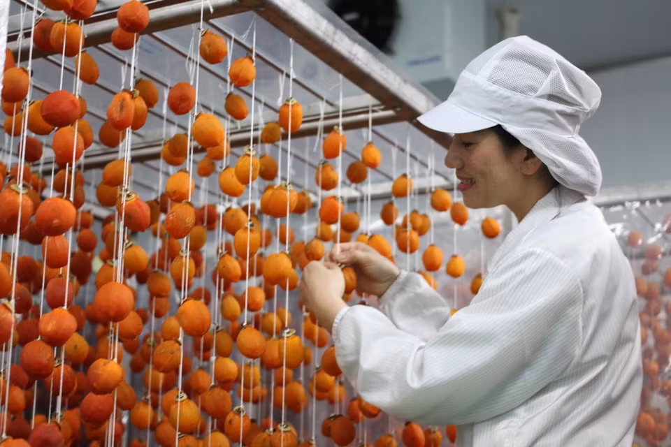 Công đoạn treo quả hồng. (Ảnh: Đặng Tuấn/TTXVN)