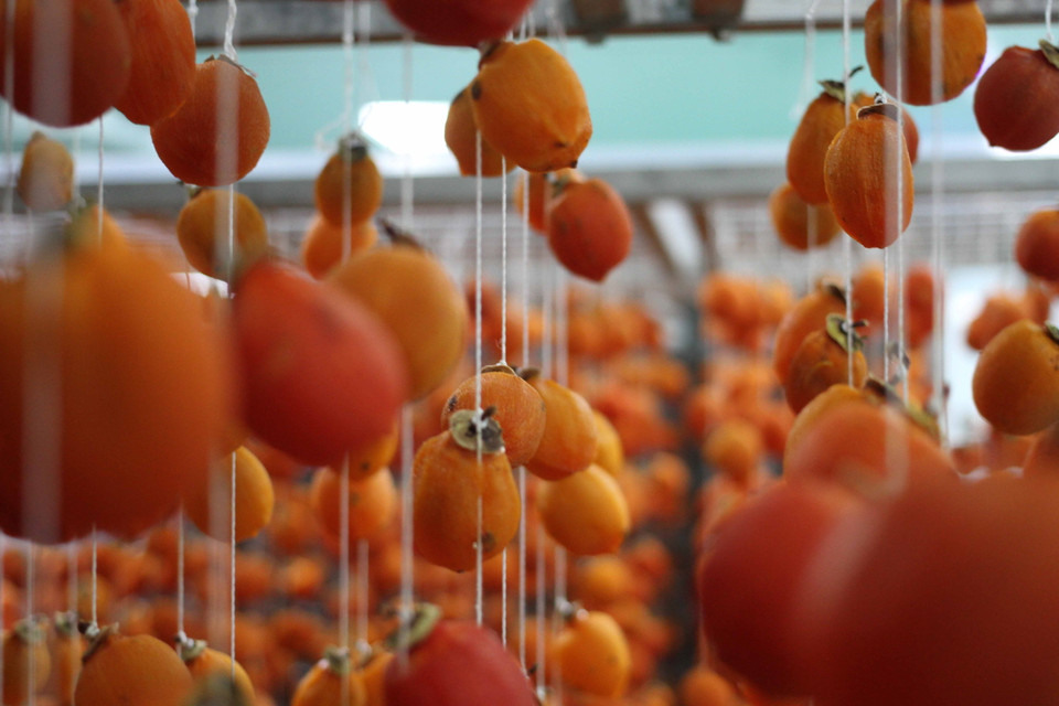 Theo thiết kế, ngoài chế biến hồng, mỗi năm nhà máy này chế biến từ 150-180 tấn trái cây đặc sản khác. Trong ảnh: Quả hồng được treo cho khô. (Ảnh: Đặng Tuấn/TTXVN)