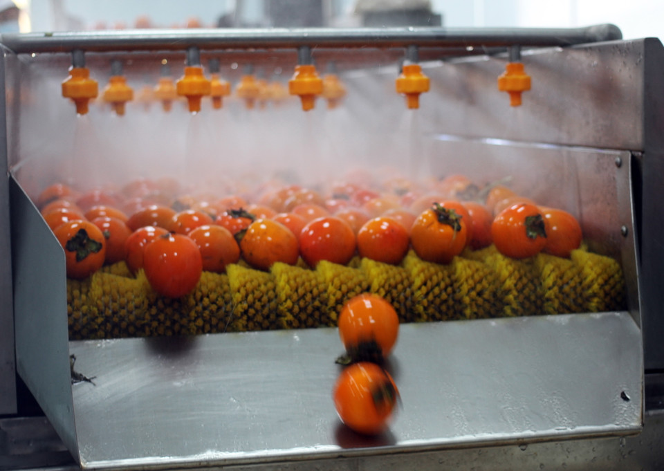 Đây là nhà máy sấy hồng tươi lớn nhất Việt Nam với diện tích xưởng chế biến trên 3.000m2, công suất tối đa 5 tấn tươi/ngày. Trong ảnh: Quả hồng được rửa trước khi đưa vào chế biến. (Ảnh: Đặng Tuấn/TTXVN)