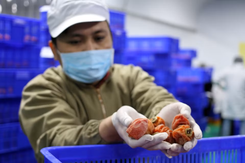 Công đoạn phân loại quả hồng. (Ảnh: Đặng Tuấn/TTXVN)