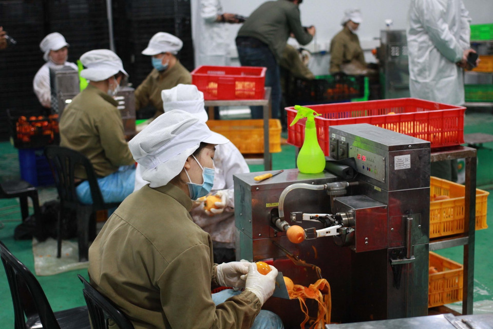 Công đoạn gọt hồng. (Ảnh: Đặng Tuấn/TTXVN)