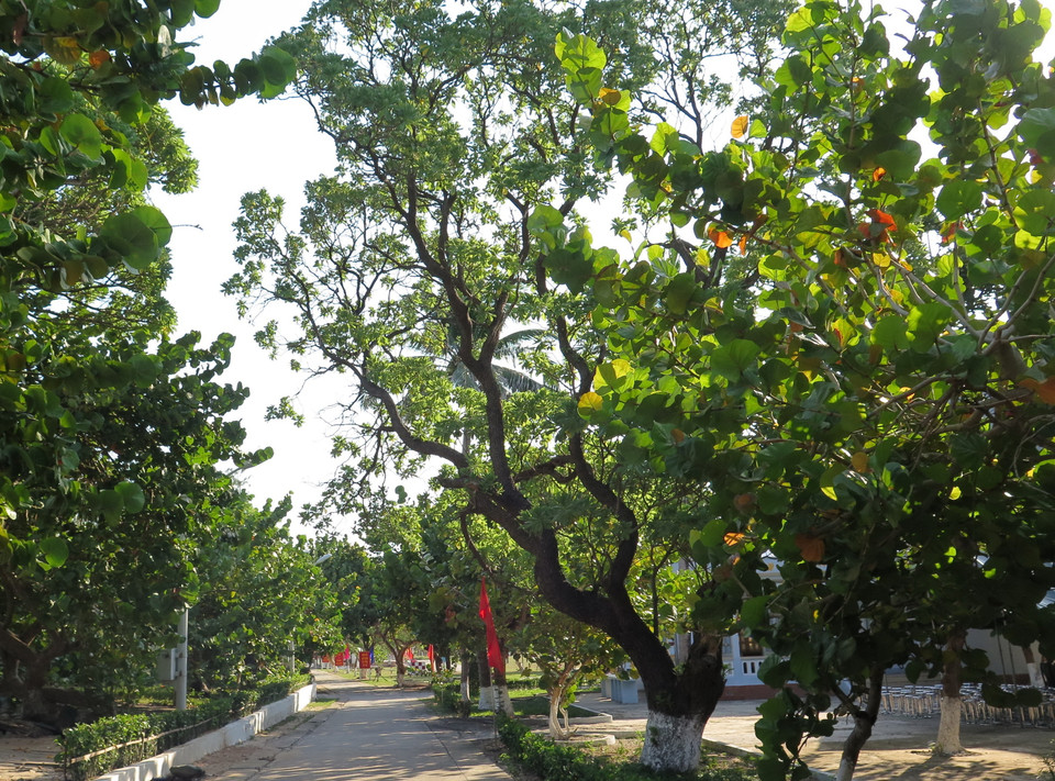 Cây xanh tại đảo Sinh Tồn (quần đảo Trường Sa) có mặt từ lúc có đảo đến nay phát triển tốt cho bóng mát, dịu hẳn oi bức ngày hè giữa muôn trùng biển khơi. (Ảnh: Phan Sáu-Sỹ Tuyên-Thắng Trung/TTXVN)