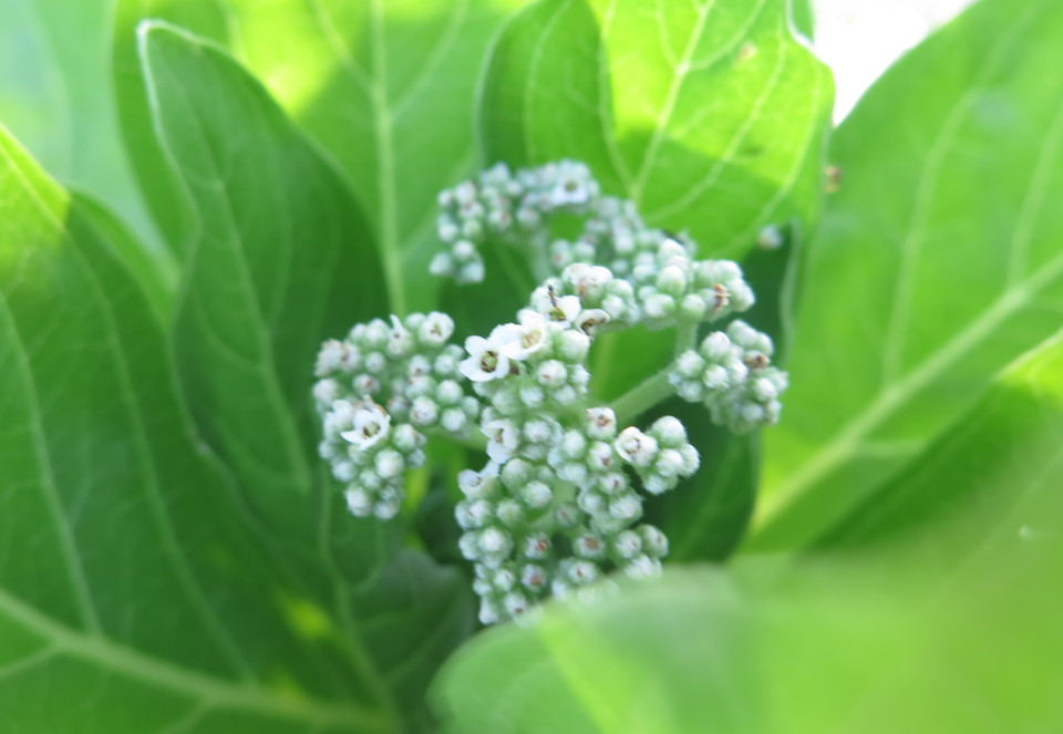 Hoa phong ba nở giữa nắng tháng Năm trên quần đảo Trường Sa. (Ảnh: Phan Sáu-Sỹ Tuyên-Thắng Trung/TTXVN)