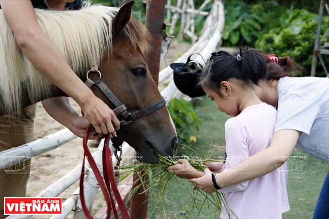 Đa số các bé đều khá rụt rè trong việc cho ngựa ăn dù rất thích thú khi được làm việc này. (Ảnh: Hoàng Quang Hà)