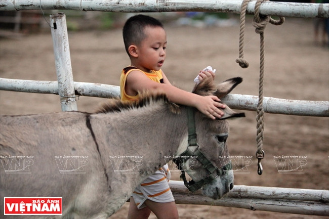 Những chú ngựa con, la nhỏ dành cho những bé nhút nhát, lần đầu làm quen với ngựa. (Ảnh: Công Đạt)