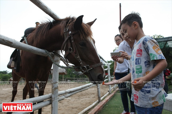 Đối với các chú ngựa lớn, các em bé làm quen qua hàng rào và có người lớn đứng kèm để đảm bảo an toàn. (Ảnh: Công Đạt)