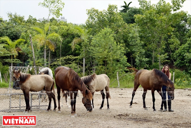 Các giống ngựa nhập khẩu từ ngoài như Australia, Mỹ... được chăm sóc và huấn luyện đặc biệt để phục vụ cho phương pháp trị liệu. (Ảnh: Hoàng Quang Hà)