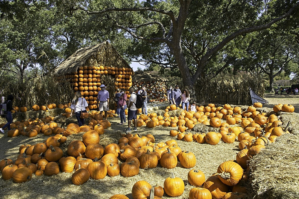  Tại đây, hơn 90.000 quả bí ngô vàng ươm được sử dụng để xây dựng ngôi làng cổ tích. Bí ngô nhiều kích thước lớn nhỏ được sắp xếp khéo léo, tạo thành những ngôi nhà xinh xắn, xe ngựa hay thuyền cướp biển. (Ảnh: THX/TTXVN)