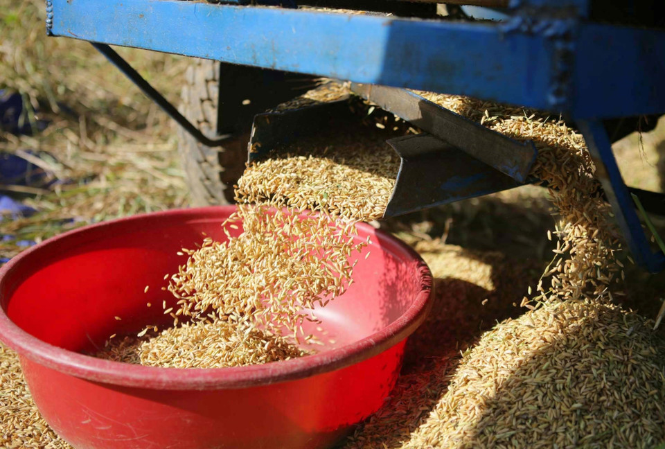 Những hạt thóc vàng óng được tuốt ra từ cánh đồng Tả Lèng. (Ảnh: Quý Trung/TTXVN)