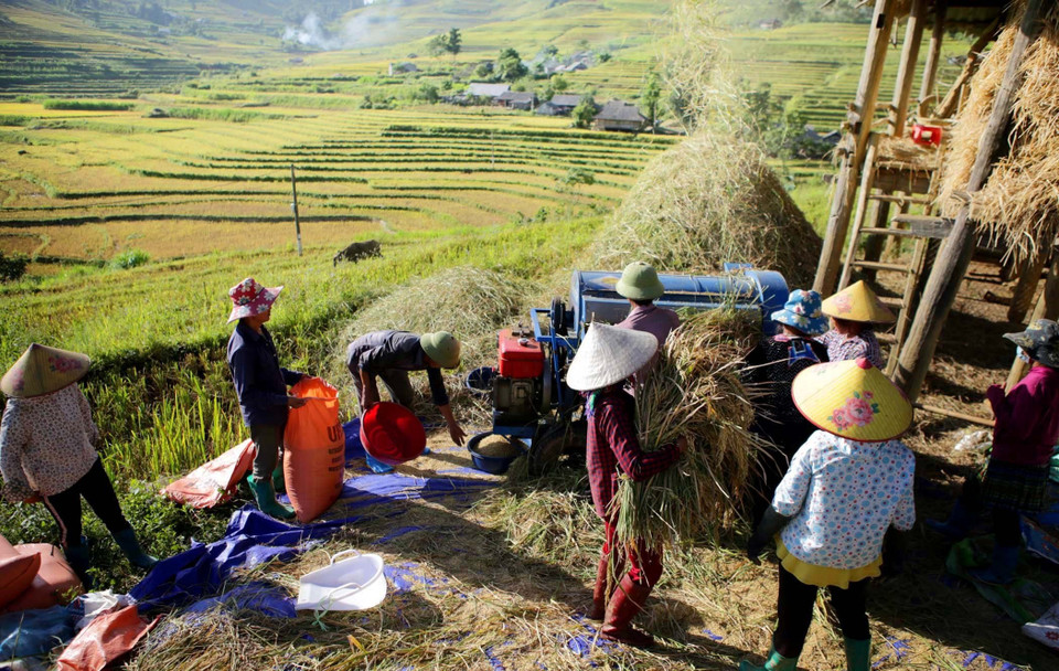 Thu hoạch lúa trên những thửa ruộng bậc thang ở xã Tả Lèng. (Ảnh: Quý Trung/TTXVN)