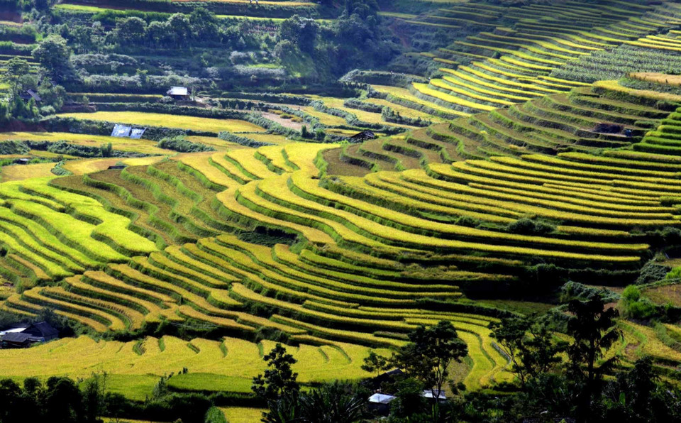 Những thửa ruộng bậc thang uốn lượn ôm các sườn núi trong nắng chiều. (Ảnh: Quý Trung/TTXVN)