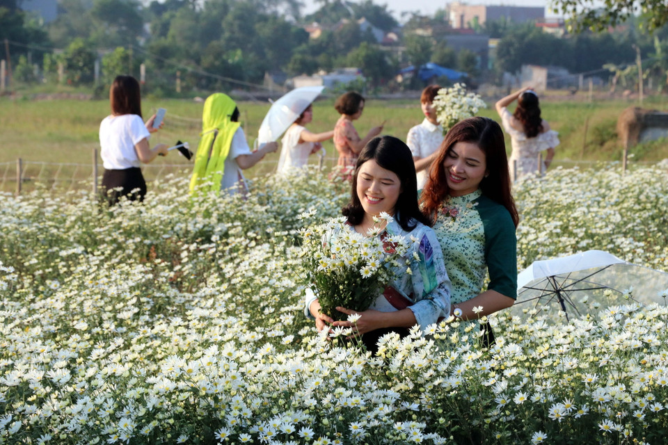 Du khách tạo dáng chụp ảnh với hoa cúc họa mi. (Ảnh: Nguyễn Lành/TTXVN)