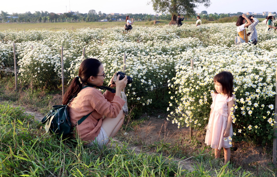 Với giá vé 20.000 đồng/người/lượt, mỗi ngày vườn hoa cúc họa mi tại xã Nghĩa An (Nam Trực, Nam Định) thu hút từ 500 đến 700 lượt du khách trong và ngoài tỉnh đến chụp ảnh. Trong ảnh: Mẹ chụp ảnh cho con trong vườn cúc họa mi. (Ảnh: Nguyễn Lành/TTXVN)