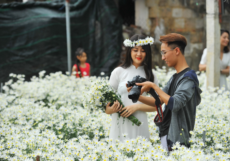 Du khách chụp ảnh cùng hoa cúc họa mi. (Ảnh: Minh Đức/TTXVN)