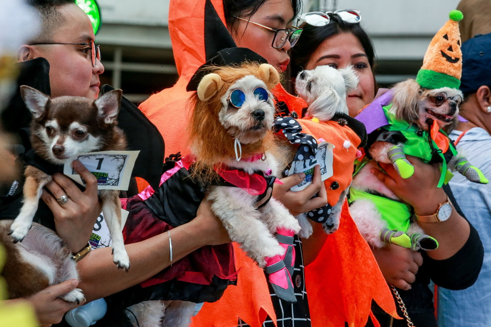 Những chú chó trong trang phục hóa trang đặc sắc tham gia sự kiện chào đón lễ hội Halloween ở Quezon, Philippines, ngày 27/10/2019. (Ảnh: THX/TTXVN)