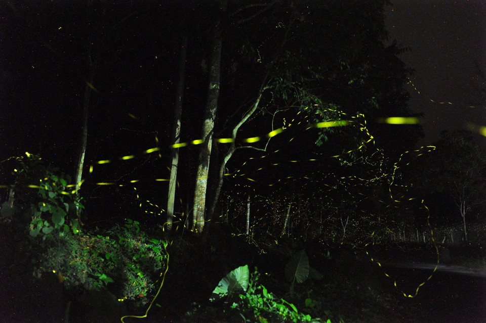 Mùa đom đóm ở Cúc Phương là món quà vô giá của thiên nhiên, tất cả hòa quyện với nhau tạo nên một không gian đầy lãng mạn. Ngắm rừng đom đóm phát sáng vào buổi tối là một trải nghiệm đầy thú vị với du khách khi đến tham quan nơi đây. (Ảnh: Minh Đức/TTXVN)