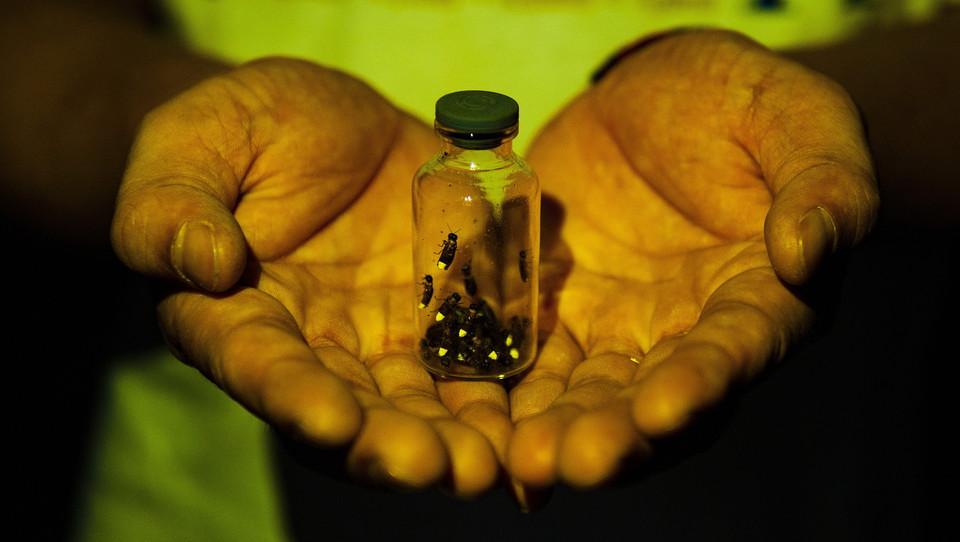 Tuổi thơ của rất nhiều người gắn liền với những chú đom đóm lập lòe, cùng bạn bè bắt đom đóm trong đêm bỏ vào chai thủy tinh hay vỏ trứng. (Ảnh: Minh Đức/TTXVN)