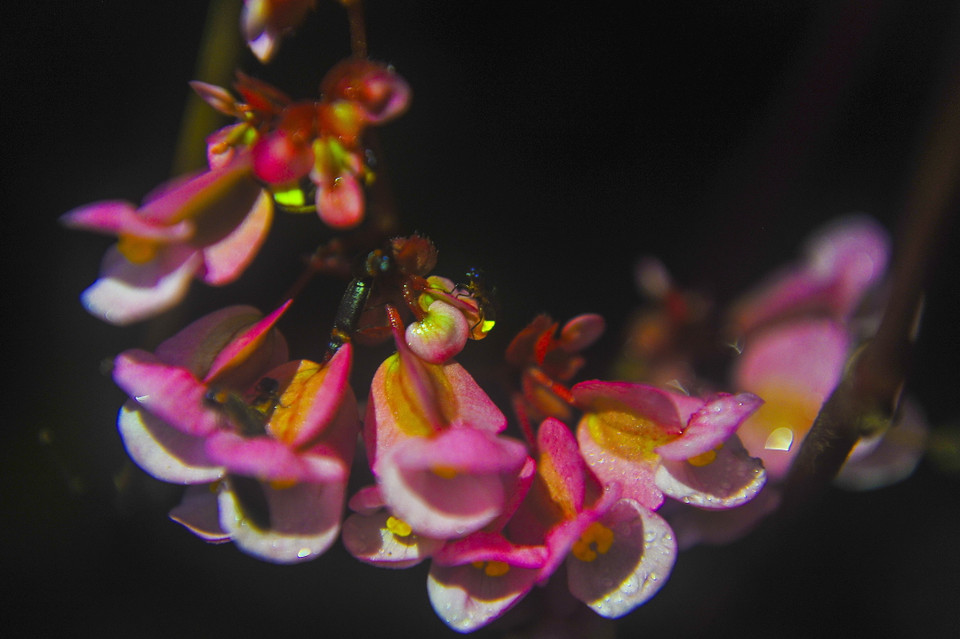 Mùa đom đóm Cúc Phương thường bắt đầu từ tháng Tư dương lịch, kéo dài tận cuối mùa Thu. (Ảnh: Minh Đức/TTXVN)