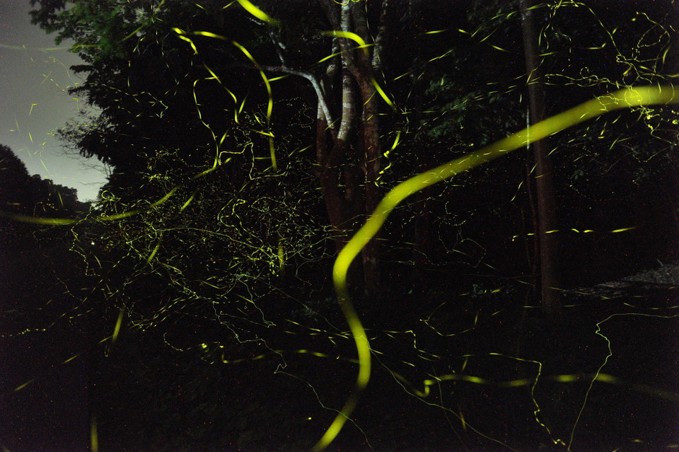 Những vệt sáng mang sắc xanh vàng được tạo ra bởi hàng vạn con đom đóm làm khu rừng rực sáng. (Ảnh: Minh Đức/TTXVN)