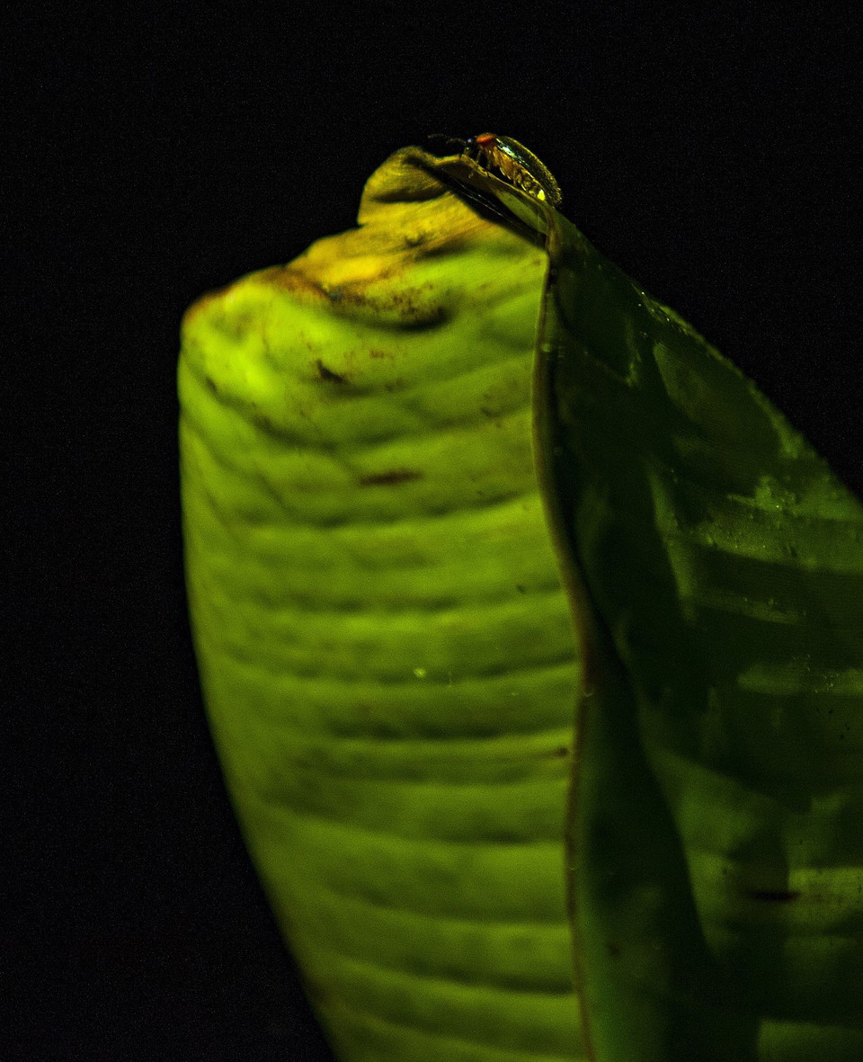 Đom đóm rừng Cúc Phương phát quang trong đêm. (Ảnh: Minh Đức/TTXVN)